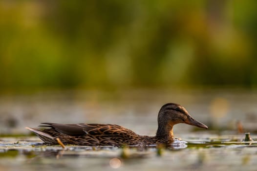 A serene wild duck gracefully gliding on the water, its reflection mirrored below. The smudged vegetation in the background adds to the tranquil scene.