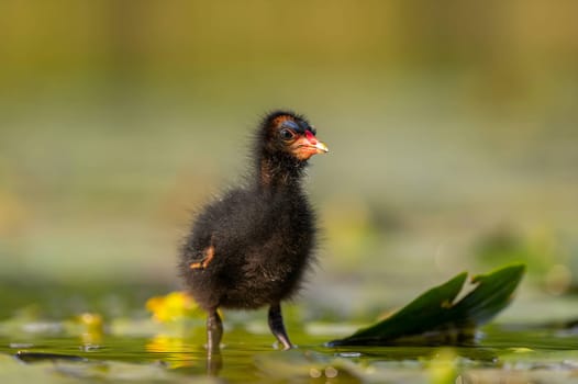 A baby Common Moorhen gracefully glides on the water, with beautifully captured reflections and blurred vegetation in the background.