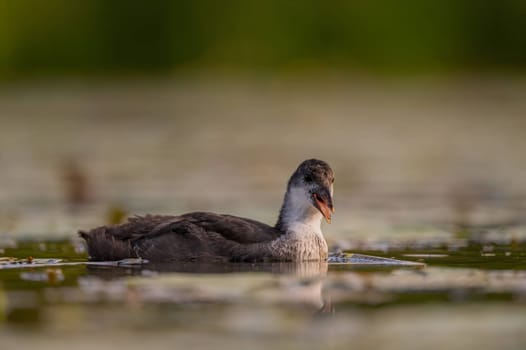 A baby Common Moorhen gracefully glides on the water, with beautifully captured reflections and blurred vegetation in the background.