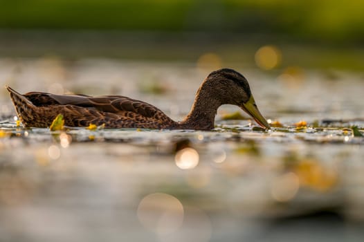 A serene wild duck gracefully gliding on the water, its reflection mirrored below. The smudged vegetation in the background adds to the tranquil scene.