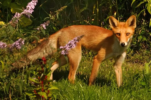 A red fox gracefully prowls through green grass, its fiery fur blending with the flora. Daylight illuminates its keen eyes, searching for food.