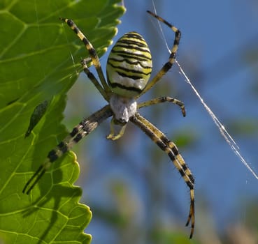 Captured in intricate detail, a spider gracefully weaves its delicate web, showcasing the mesmerizing artistry of nature up close.