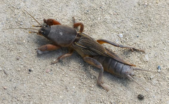 A European moth cricket rests gracefully on the sandy surface, its unique features highlighted by the soft sunlight of the day.