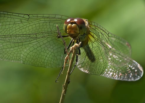 Captured in exquisite detail, a dragonfly perches gracefully on a branch, showcasing its intricate wings and vibrant colors in a close-up photo.