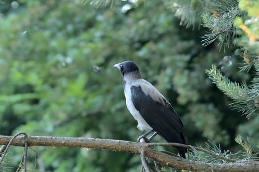 The Carrion Crow perches majestically on a sturdy pine tree branch, its glossy black feathers glistening in the sunlight. It keeps a watchful eye on its surroundings.