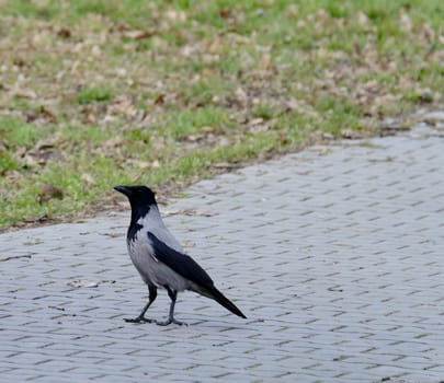 The Carrion Crow hops gracefully on the sidewalk, its sleek black feathers shimmering in the light. It searches for food and casts a wary glance around.