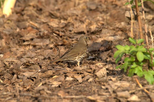 The Song Thrush stands gracefully on a bed of dry leaves, its speckled breast and melodious song adding charm to the autumn scenery. A true symbol of the season.