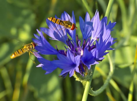 Two vibrant hoverflies gracefully rest upon a striking navy blue flower, while a soft and lush green background adds to the enchanting scene of nature's harmony.