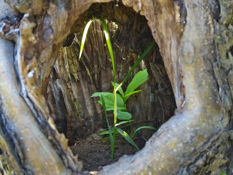 Lush plants thrive within the hollows of an ancient tree trunk, creating a stunning display of life and resilience in the midst of nature's embrace.