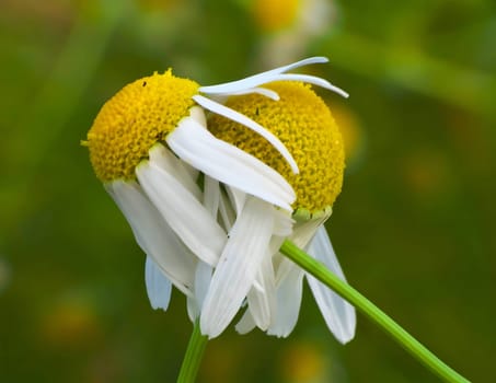 A delicate white daisy flower takes center stage against a soft, green blurred background, creating a serene and charming composition.