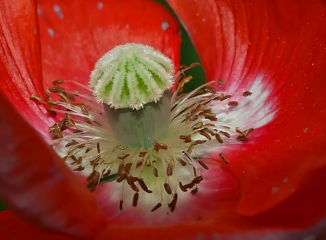 Zoomed in on a red poppy's center, delicate crimson petals form a mesmerizing pattern, with a striking contrast in color and exquisite detail.