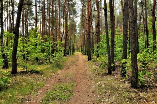 In the serene forest, rows of majestic trees stand tall, their branches forming a canopy above, inviting one to immerse in nature's tranquility.