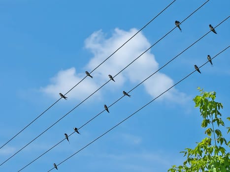 A group of birds perched on the power line, silhouetted against the sky, creates a picturesque scene of urban wildlife in motion.