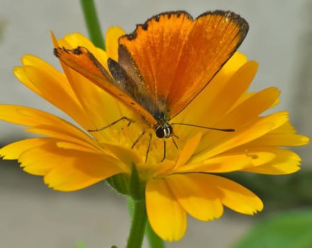 A Scarce Copper butterfly gracefully rests on a vibrant yellow flower, showcasing the wonders of nature's colors and delicate creatures.