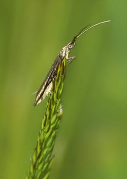 A Coleophora insect perches delicately on a twig, while a blurred green background adds a touch of nature's beauty to the scene.