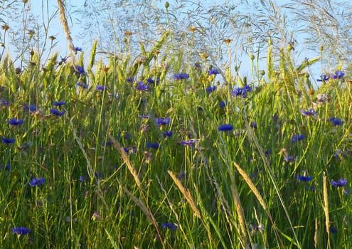 In the Centaurea field, navy blue flowers sway gently in the breeze, creating a picturesque and serene landscape.