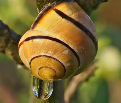 In this captivating macro shot, a glistening drop of water rests gracefully on the spiral curves of a delicate snail shell.