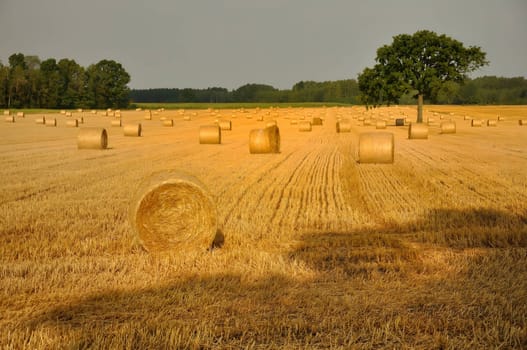 In the golden embrace of autumn, hay bales stand gracefully in a vast field, exuding a sense of warmth and rural beauty.