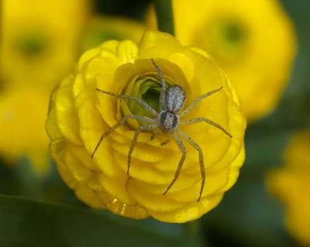 An intricate spider delicately perched on a vibrant yellow flower, creating a beautiful natural composition.