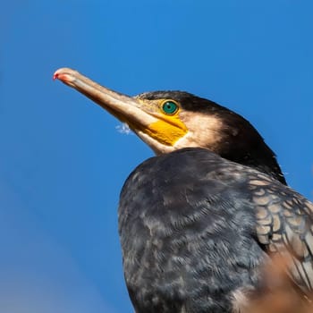 Magnificent portrait of a great cormorant against the endless blue sky. Its regal posture and intense gaze capture the essence of its majestic presence.