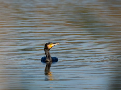 The elegant great cormorant glides gracefully on the water's surface, its dark feathers glistening in the sunlight, as it effortlessly moves through its aquatic realm.