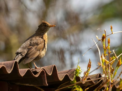 A young Common blackbird perches on a roof, its sleek black plumage contrasting against the blurred urban background, ready to sing its melodious song.
