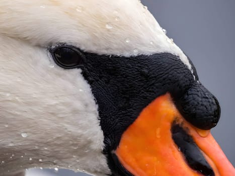 A striking close-up of a Mute Swan's regal head and majestic beak, showcasing the bird's grace and beauty up close.