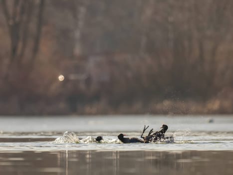 Three playful Eurasian Coots enjoying their time in the water, splashing and frolicking together, creating a joyful and lively scene.