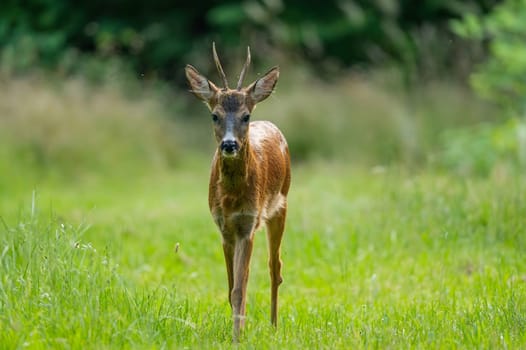 A graceful Roe deer stands in a lush grassy clearing, its delicate features and elegant antlers contrasted against the blurred natural backdrop.