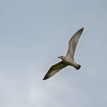 European Herring Gull gracefully soaring through the sky, its wings outstretched, catching the wind as it glides with ease and elegance.