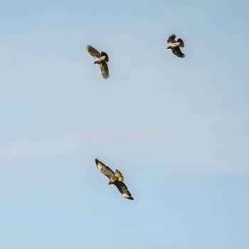 A dynamic scene of a Carrion Crow and a Common Buzzard soaring gracefully against the expansive blue sky, showcasing their impressive flight skills.