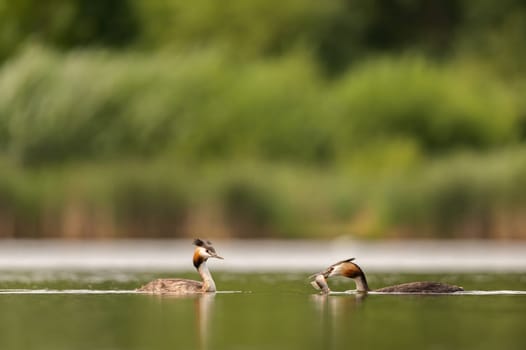 Great Crested Grebe swimming with a fish in its beak, with blurred greenery and sheet of water in the background.Wildlife photo!