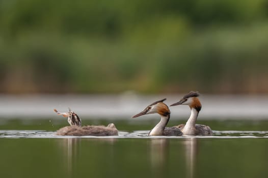 Great Crested Grebe eating a fish in its beak, with blurred greenery and sheet of water in the background.Wildlife photo!