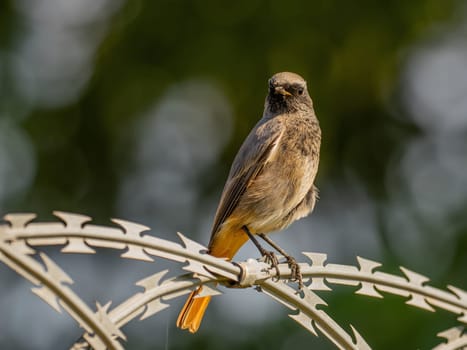 Black redstart sitting on a metal chain on a bright green background.Wildlife photo!