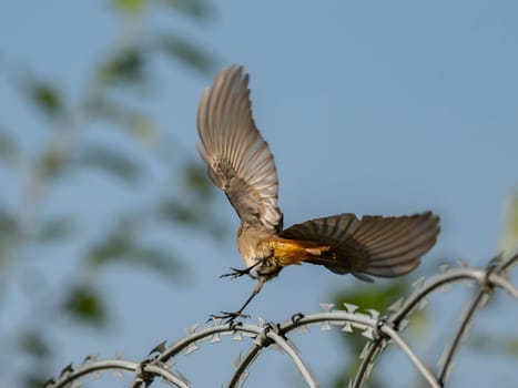 Black redstart with outspread wings, landing.Wildlife photo!