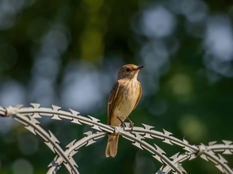 Spotted flycatcher sitting on a chain, smudged greenery in the background.Wildlife photo!