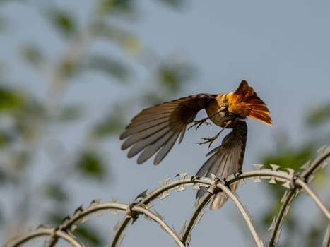 Black redstart with outspread wings, landing.Wildlife photo!