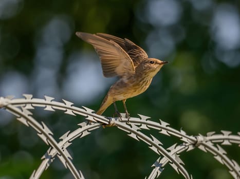 Spotted flycatcher stretching its wings for flight, with blurred greenery in the background.Wildlife photo!