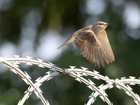 Spotted flycatcher stretching its wings for flight, with blurred greenery in the background.Wildlife photo!