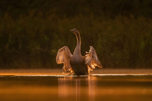 Mute swan preparing for flight at sunset, beautiful orange scenery.Wildlife photo!