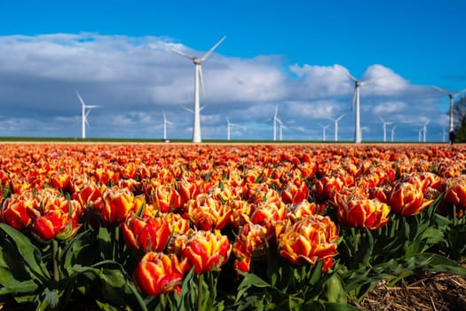 A vibrant field bursting with red and yellow tulips stretches towards distant windmills, their blades turning in the spring breeze. windmill turbines in the Noordoostpolder Netherlands