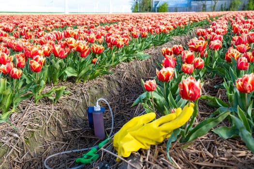 sprayer with pesticides and gloves on the ground with a colorful red orange tulip field in the Netherlands. Farmers spraying against plant diseases and pests and unwanted plants, Glyphosate herbicide