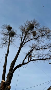 A professional arborist cuts a tree branch with a chainsaw in winter. A man on insurance with a helmet, cuffs. Vertical