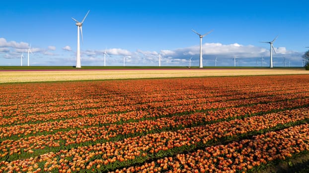 A vibrant field of tulips swaying in the wind, with majestic wind turbines towering in the background on a sunny Spring day in the Noordoostpolder Netherlands, drone aerial view