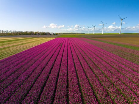 A vibrant field of flowers dances gracefully in the breeze beneath a backdrop of majestic wind turbines in the Netherlands in Spring, drone aerial view from above