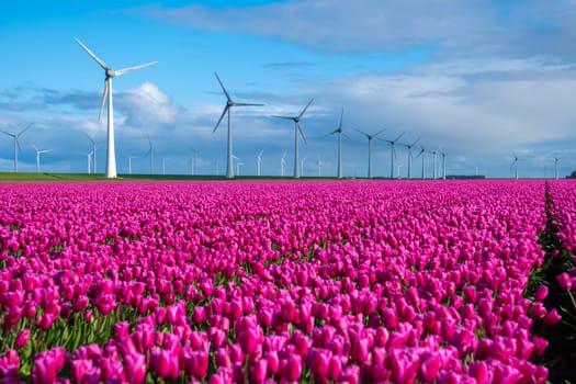 A vibrant field of pink tulips sways gracefully in the wind, with windmill turbines standing tall in the background, creating a picturesque scene of Spring in the Noordoostpolder Netherlands