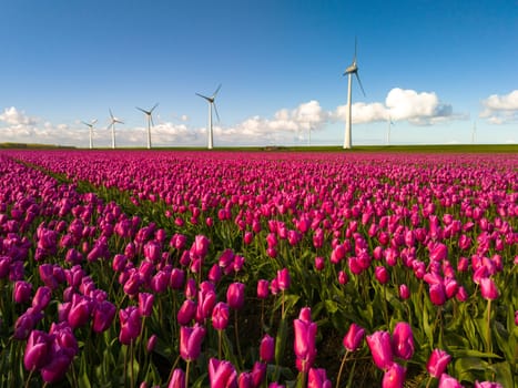 A vibrant field of pink tulips sways gracefully in the breeze, framed by majestic windmills standing tall in the background, a picturesque scene of Spring in the Netherlands.