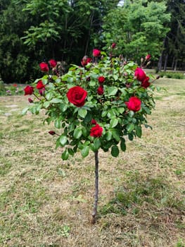 blooming standard red rose tree close-up