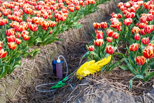 A sprayer with pesticides and gloves on the ground with a colorful tulip field in the Netherlands. Farmers spraying against plant diseases and pests and unwanted plants, Glyphosate herbicide