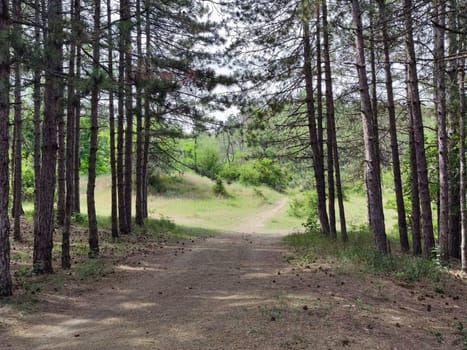 forest trail leading through pine trees in daylight.